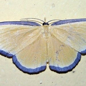 Meet your Posher, Jaid